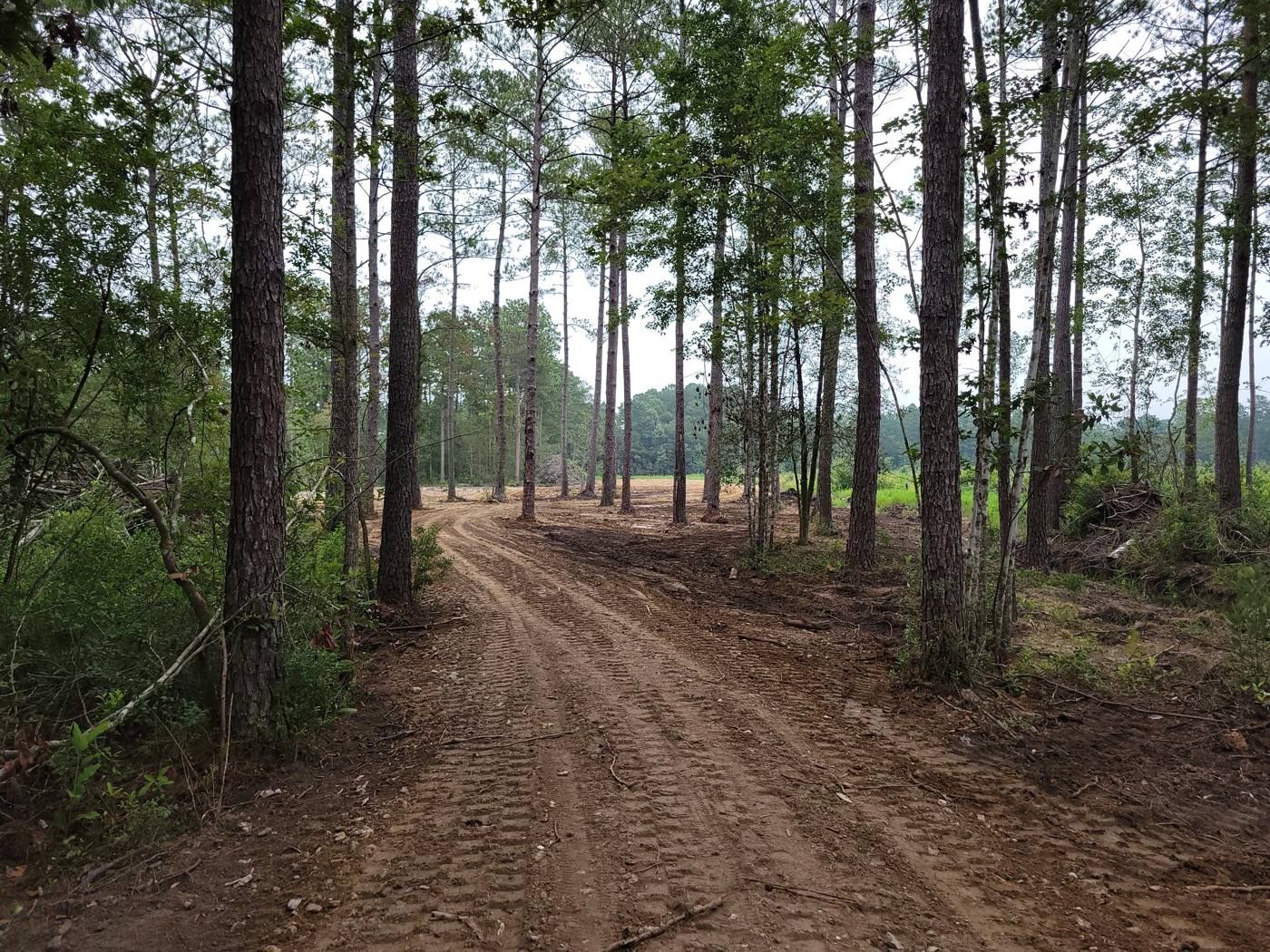 Dirt access road cut through pine trees